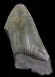 Partial, Megalodon Tooth #39970-1